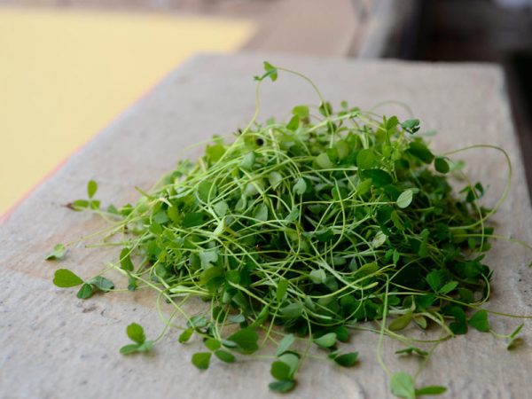 Broccoli Microgreens